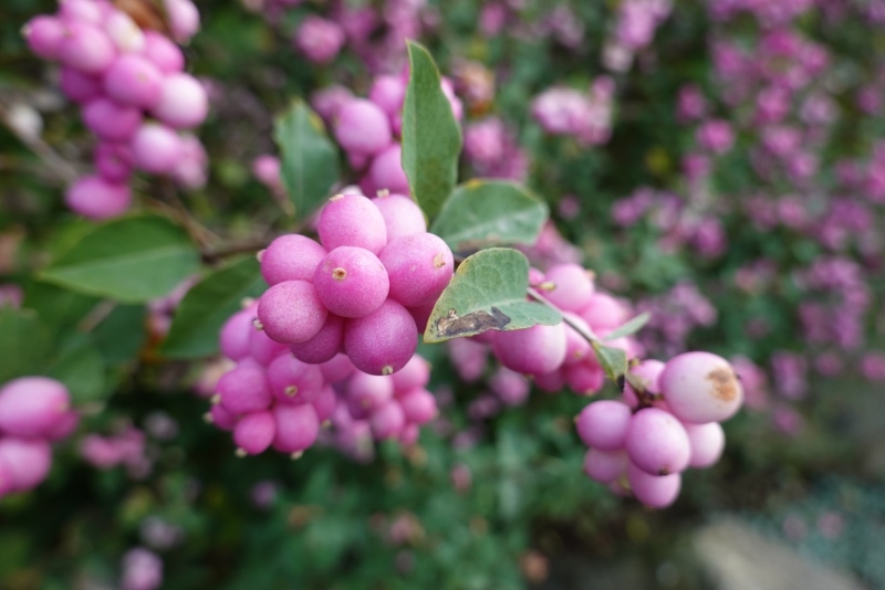 Indian-Currant-Coralberry