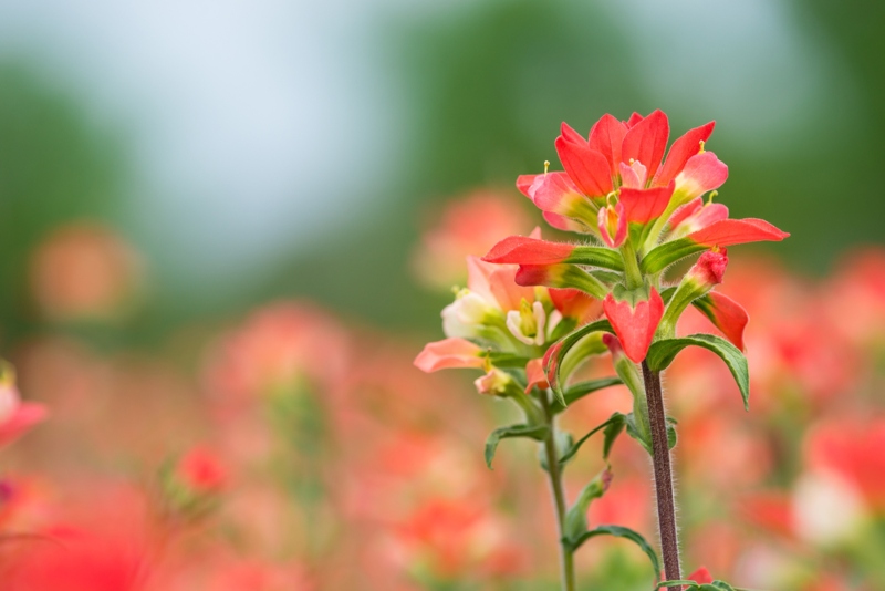 Indian-Paintbrush