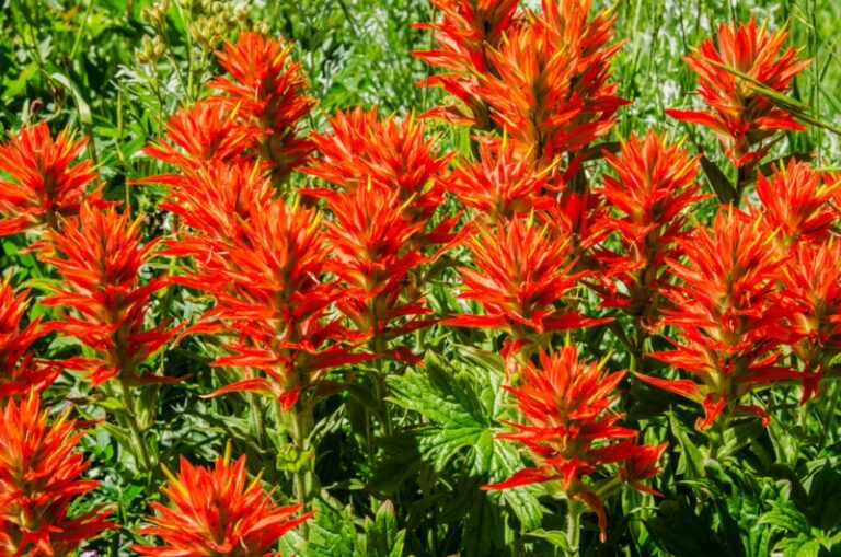 Seasonal Blooming Patterns and Pollinators of Indian Paintbrush