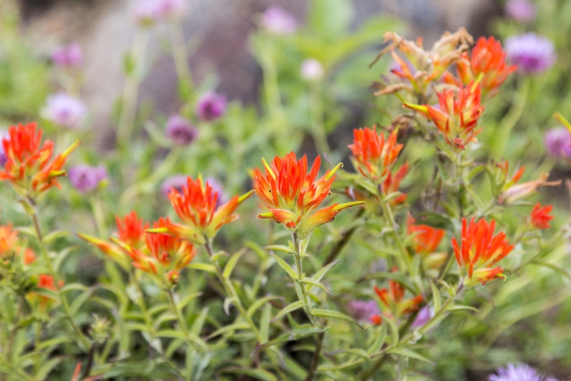 Indian-Paintbrush_3