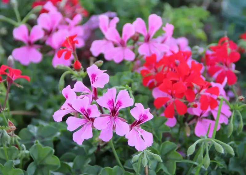 Ivy-Geraniums