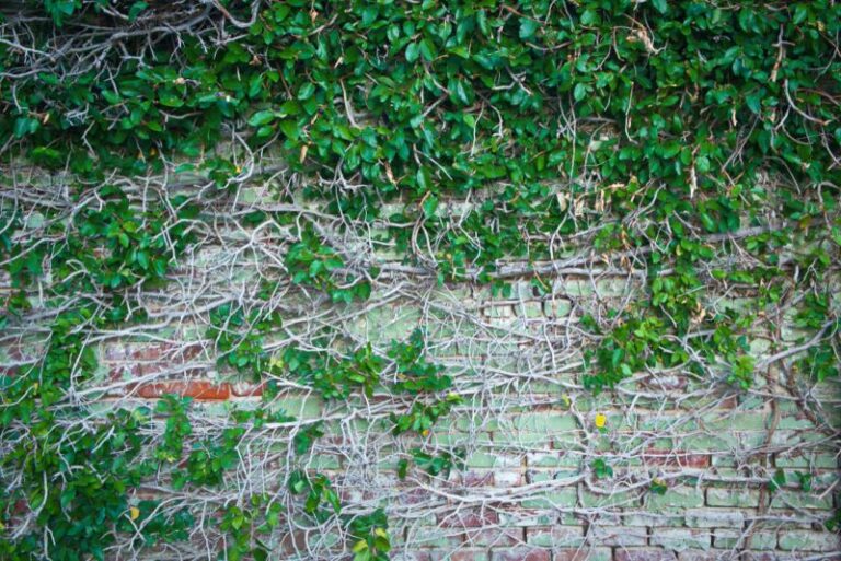 15 Awesome Texas Vines (Photos & Care Tips) Garden Lovers Club