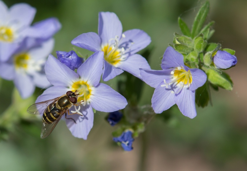 Jacob's-Ladder-Hoverfly