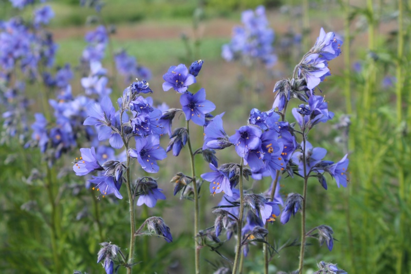 Jacob's-Ladder-Plant