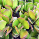 Jade-Plant