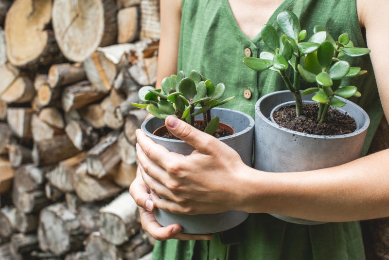 Jade-Plant-Care