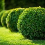 Japanese-Boxwood