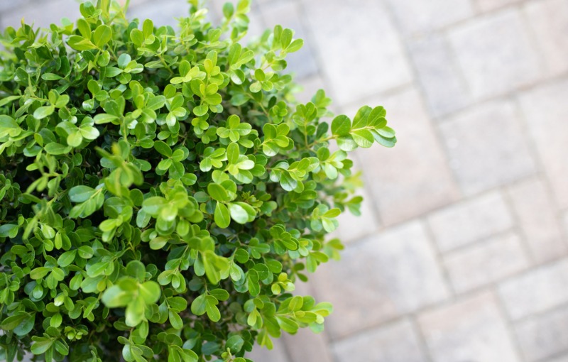 Japanese-Boxwood-2