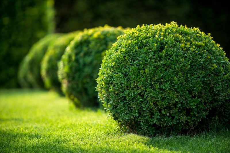 Japanese-Boxwood