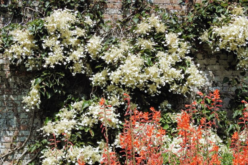 Japanese-Climbing-Hydrangea