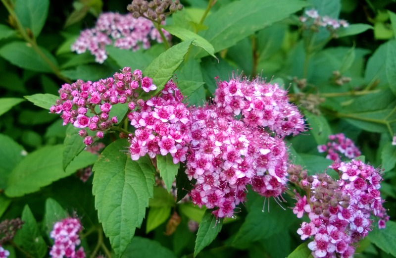 Japanese-Spirea