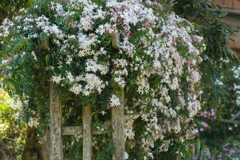 10 Best Vines for Privacy (Plus Care Tips) Garden Lovers Club