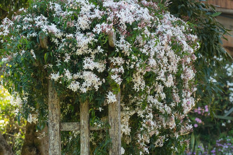 Jasmine