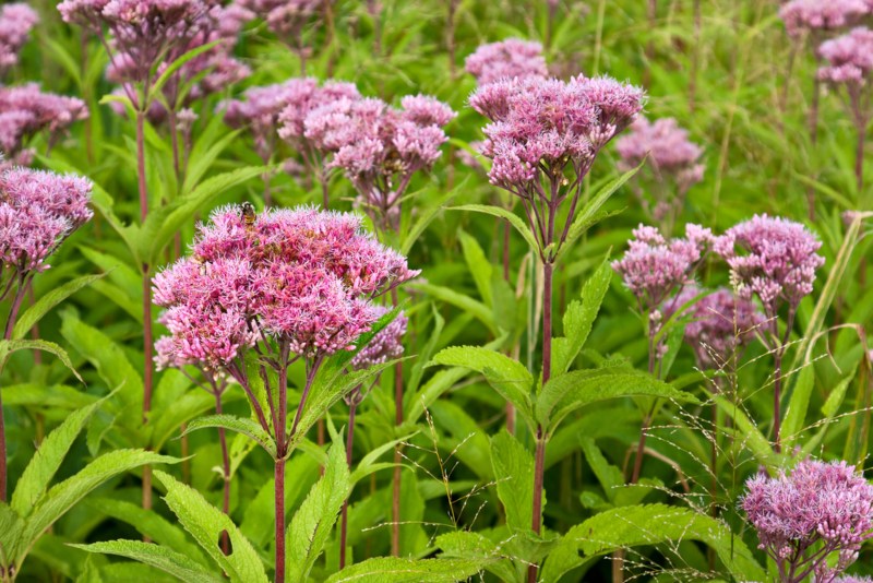 Joe-Pye-Weed