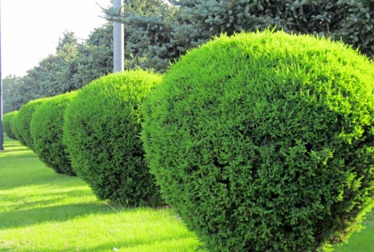 12 Fantastic Deer Resistant Shrubs Garden Lovers Club