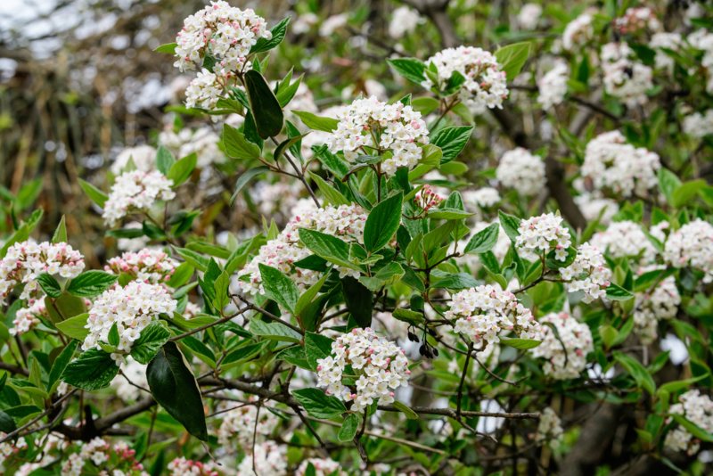 Korean-Spice-Viburnum