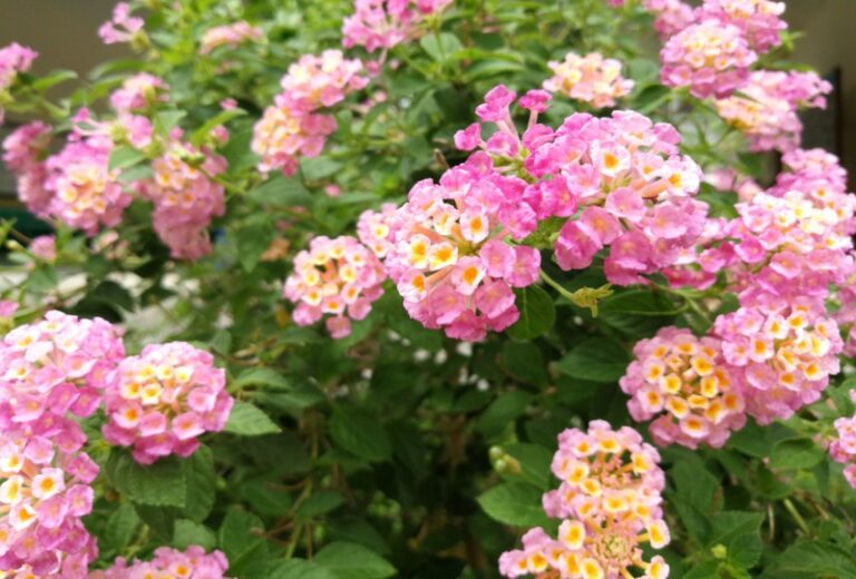Lantana Growing Guide & Plant Care Garden Lovers Club