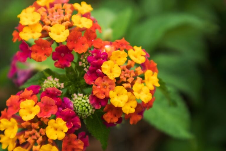 Lantana Growing Guide & Plant Care Garden Lovers Club