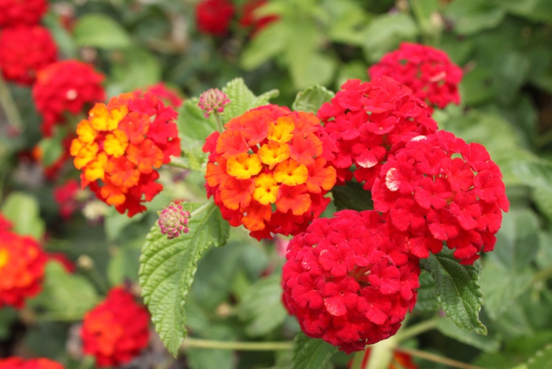 Lantana