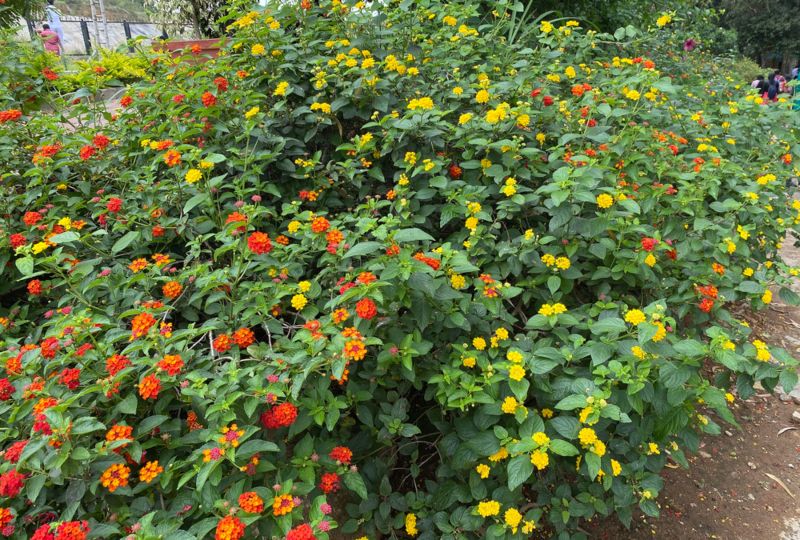 Lantana-Plant