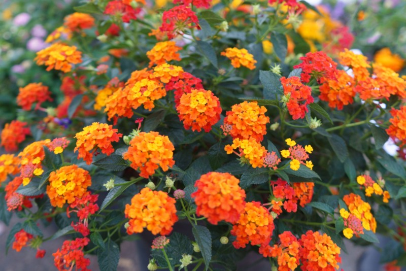 Lantana