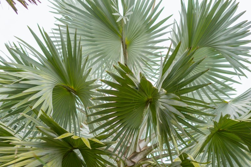 Latania-Palm (1)