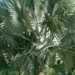Latania-Palm (3)