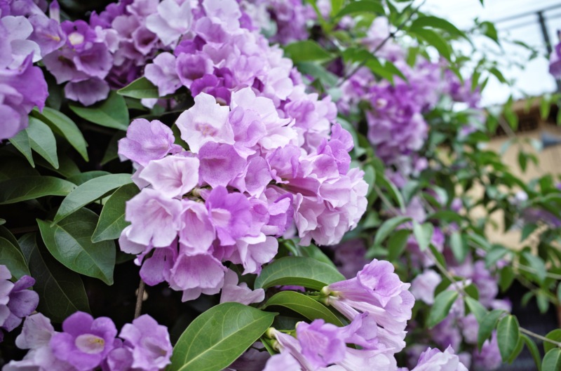 Lavender-Trumpet-Vine