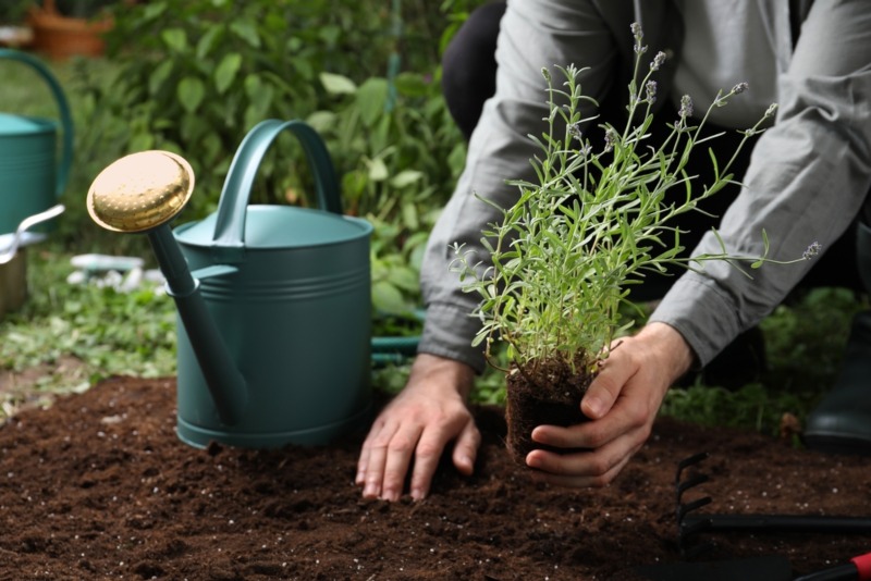 Lavender-how-to-plant