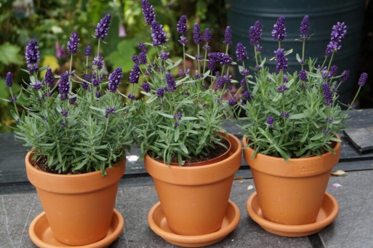 Growing Lavender Plants How to Grow and Care for Lavender Garden