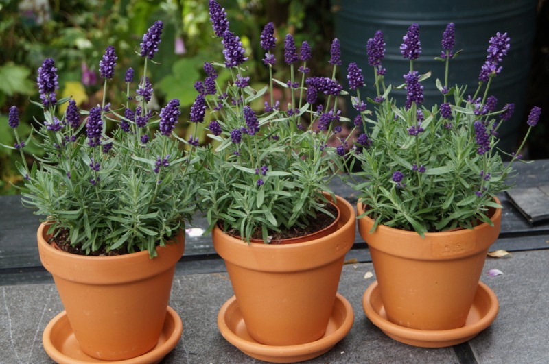 Lavender-in-Clay-Pots