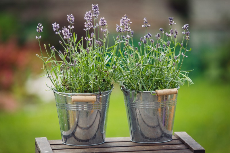 Lavender-in-metal-pots