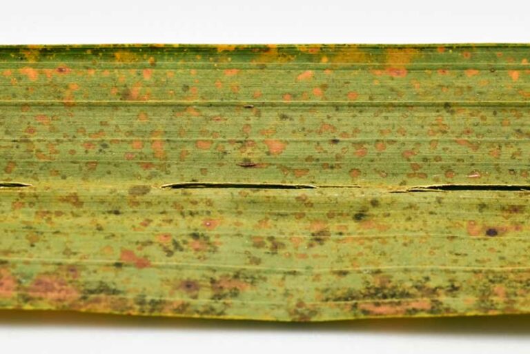 Why Is My Areca Palm Turning Yellow? (Solved) Garden Lovers Club