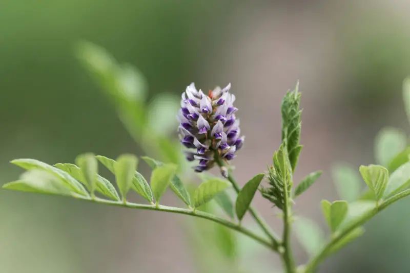 Licorice-Plant