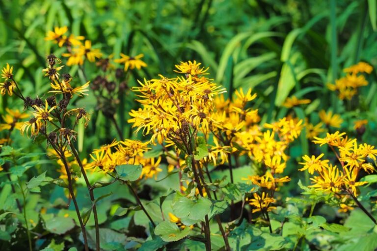 Growing Ligularia Plants How to Care for Ligularia Garden Lovers Club