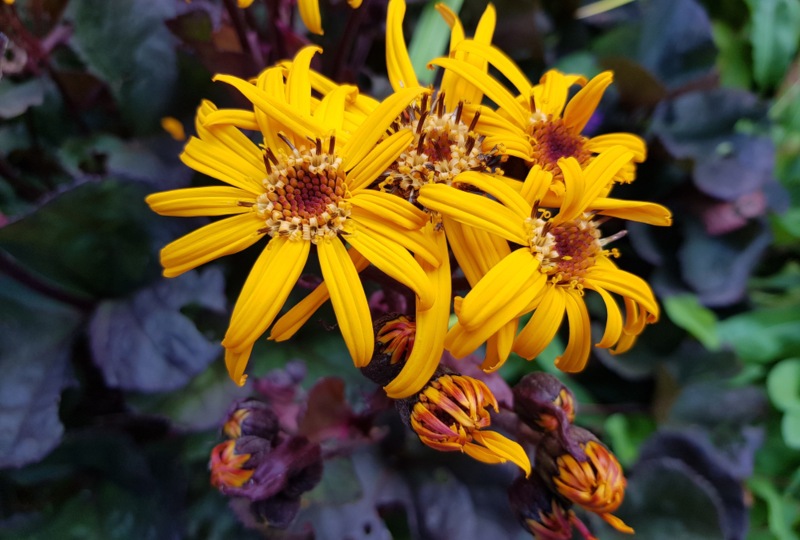 Ligularia-Closeup