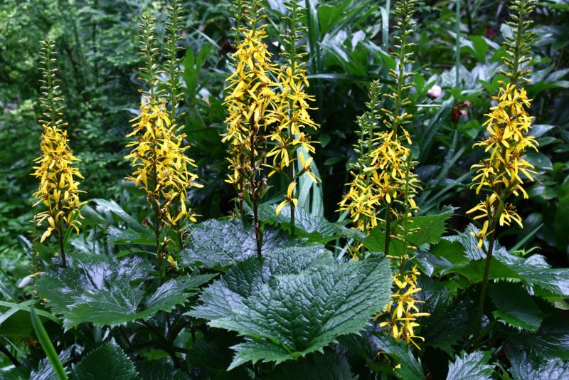 Ligularia-Flowers