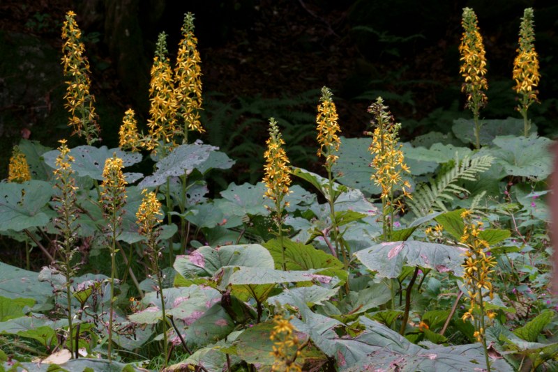 Ligularia