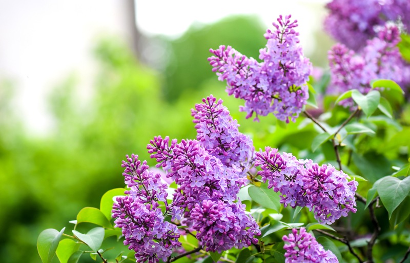 Lilac-Flowers