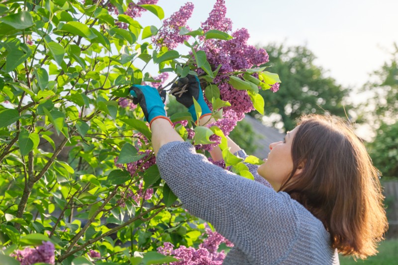 Lilac-Plant