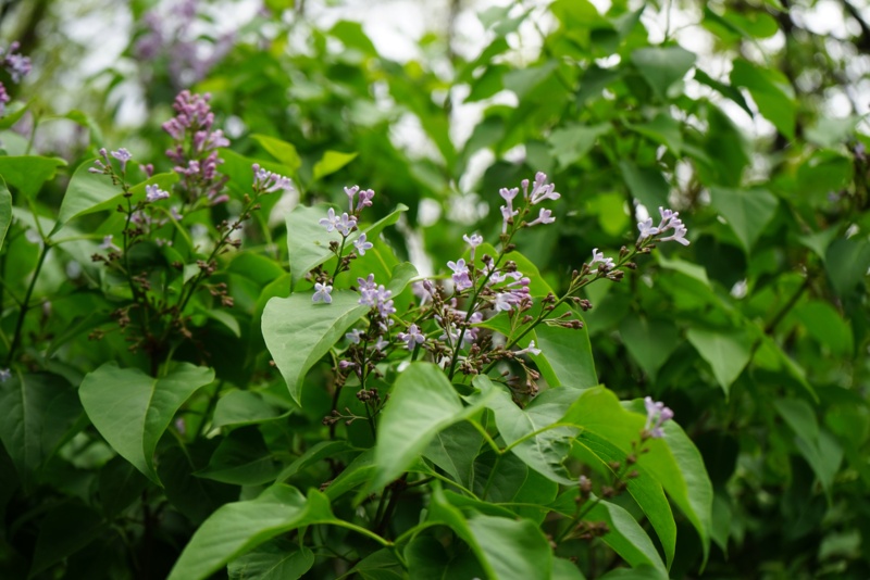 Lilac-Plants