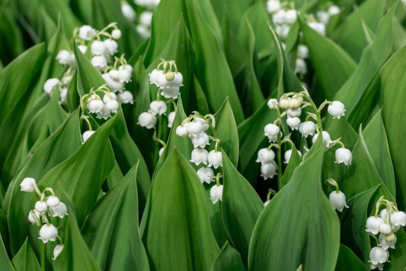 Lilies-of-the-Valley