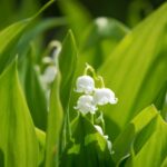 Lily-of-the-Vallet-Flower