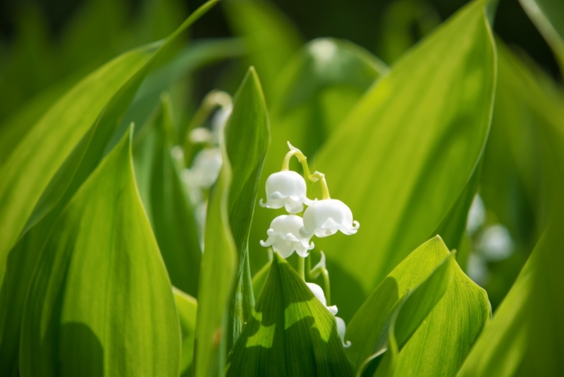 Lily-of-the-Vallet-Flower