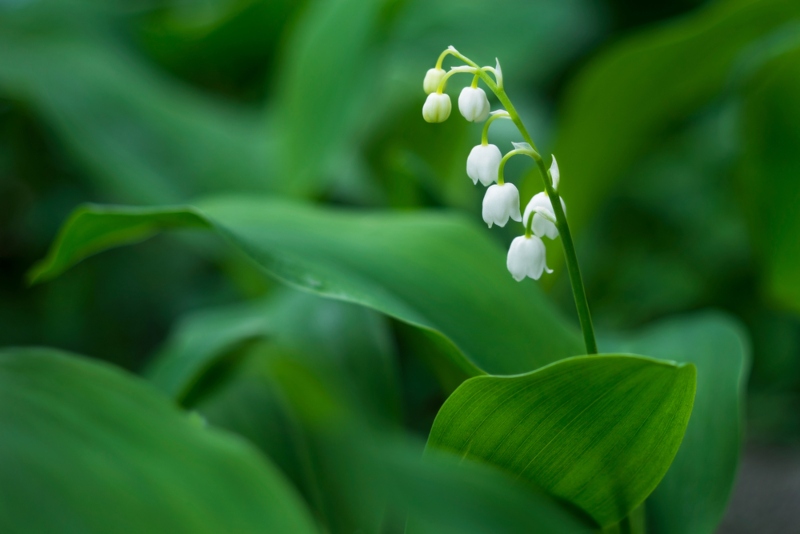 Lily-of-the-Valley-Closeup