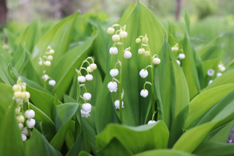 Lily-of-the-Valley-in-the Garden