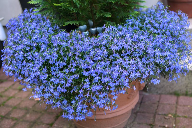 Lobelia