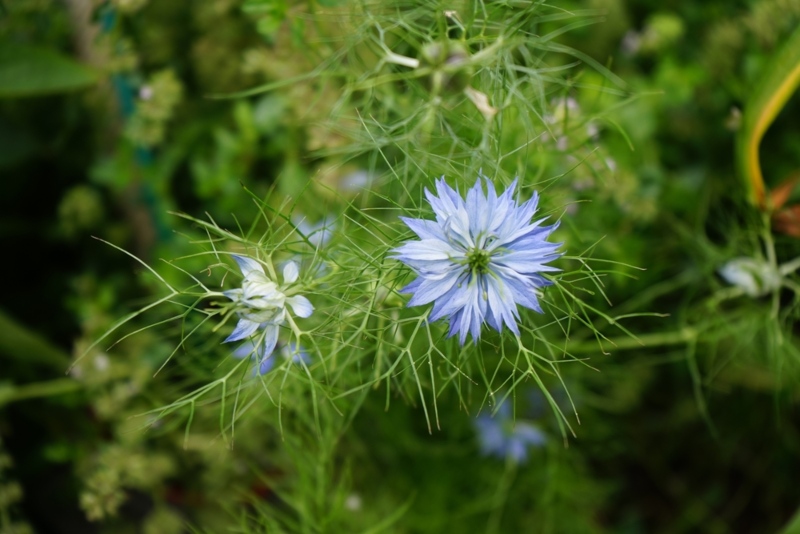 Love-In-A-Mist