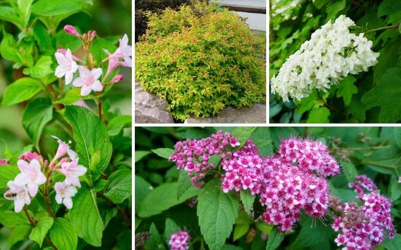 Low Maintenance Shrubs