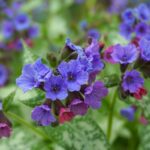 Lungwort-(plumonaria)-Flower
